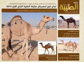 كتابا خاصا وثق فيه فعاليات " مهرجان مزاينة الطيبة للإبل 2013 "